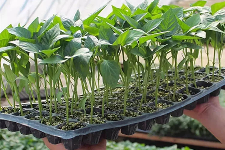 Agricultural Applications